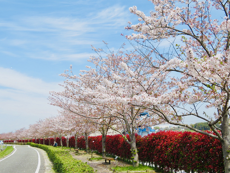 おの桜づつみ回廊
