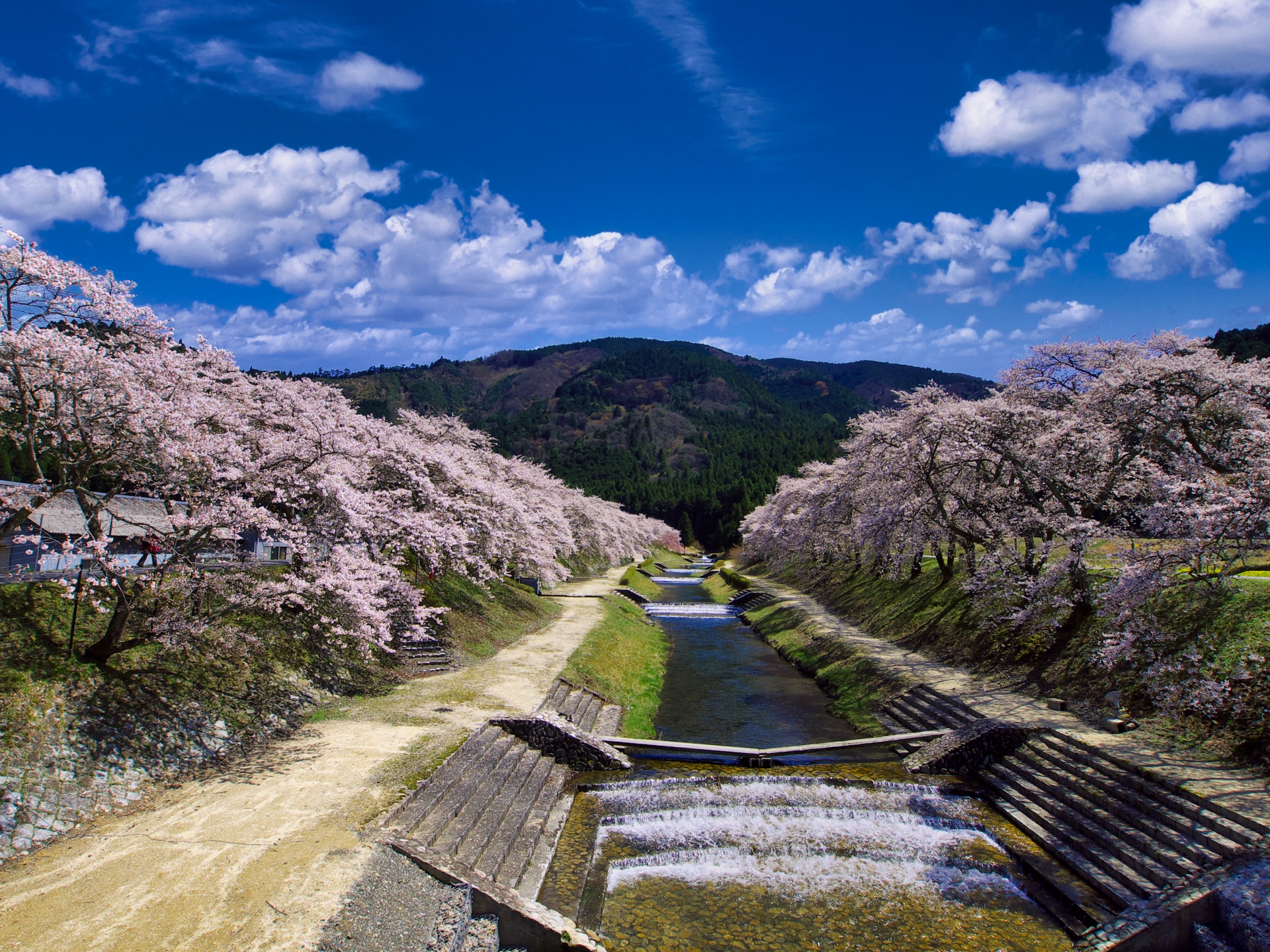 鮎河の千本桜